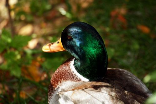 drake nature bird