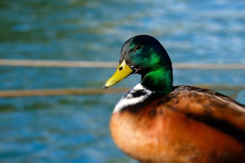 drake  duck  water bird