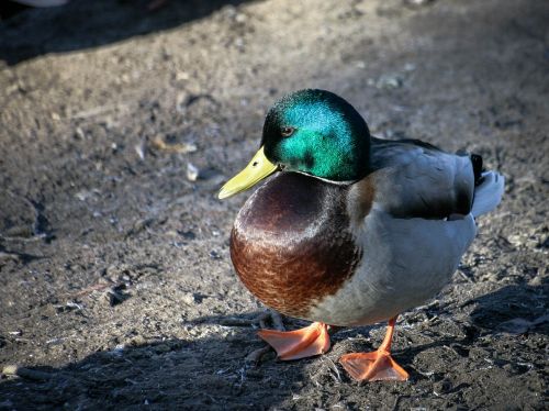 drake duck zoo