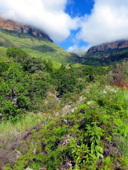 drakensberg mountains flowers mountains