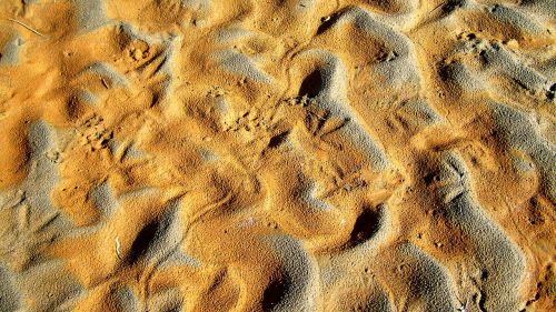 drava shelf animal footprints