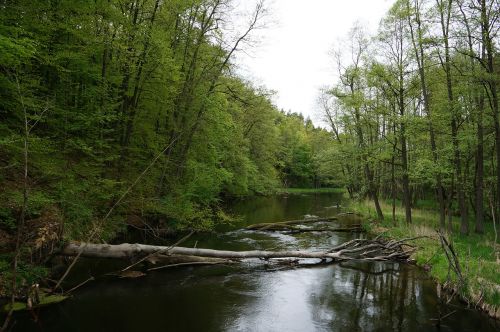 drawa national park nature river