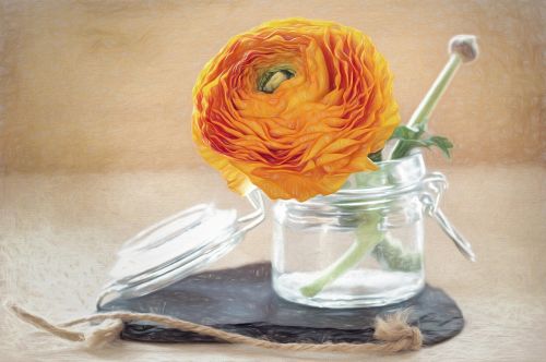 drawing flower ranunculus