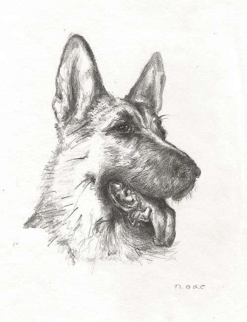drawing dog german shepherd