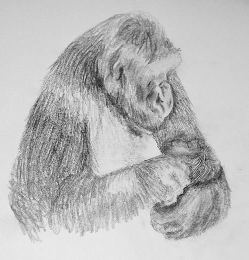 drawing gorilla gorilla mother