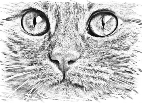 drawing cat face