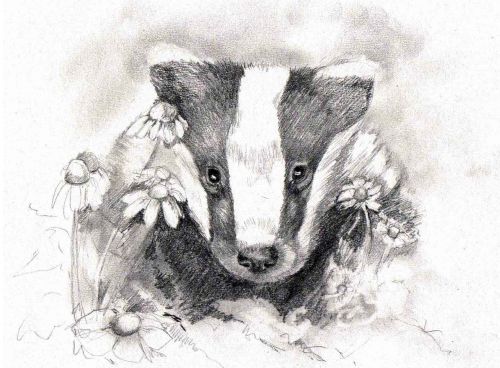 drawing art badger