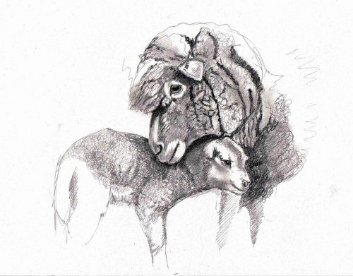 drawing sheep lamb