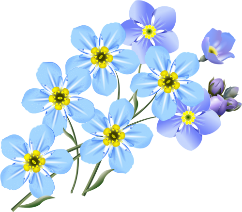 drawing forget-me-nots blue