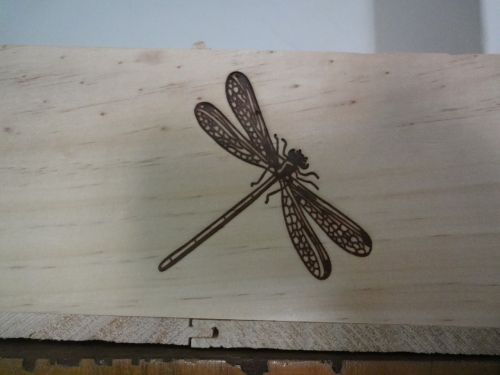 drawing insect dragonfly