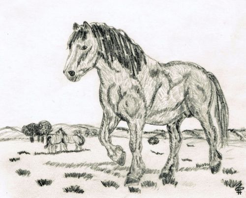 drawing pencil drawing horse