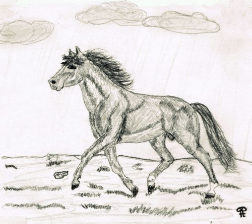 drawing pencil drawing horse