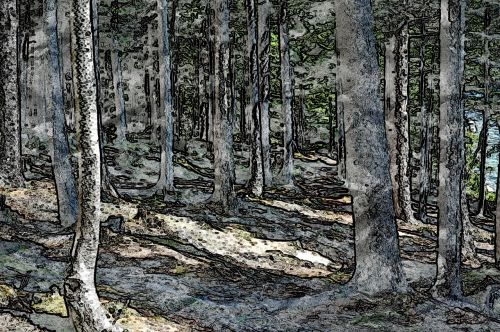 drawing abstract forest forest path