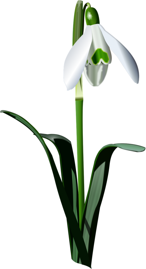 drawing of realistic snowdrop flower nature