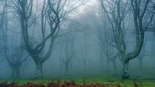 dream forest dim
