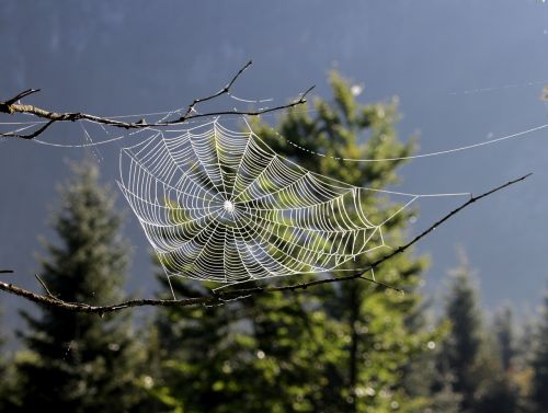 dream catcher spider cobweb