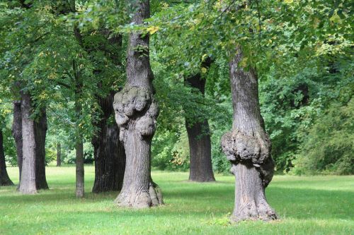 dresden park trees