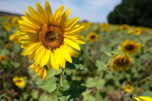 dresden  sunflower  meadow