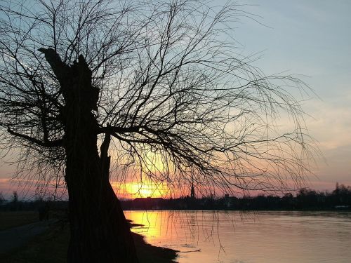 dresden elbe tree