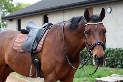 dressage  horse  equestrian