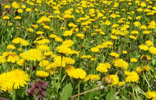 dressing-gown dandelion yellow flower nature