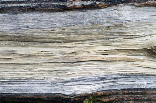 dřevo abstraktní pozadí