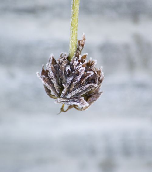 dried flower plant