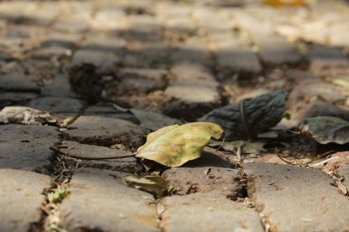 dried leaf close-up