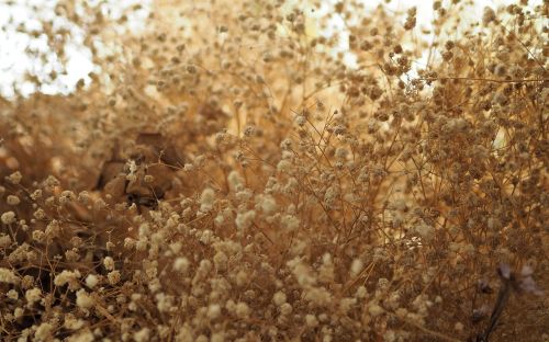 dried flowers flowering grass decorate