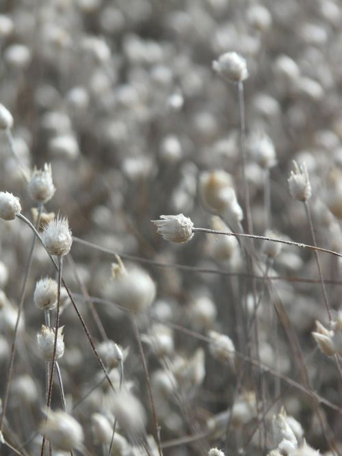 dried flowers white field