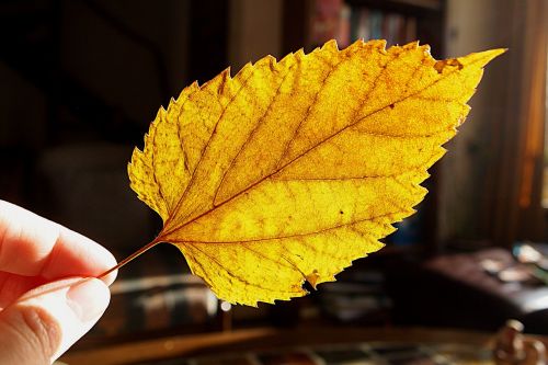 dried leaf tree leaf yellow