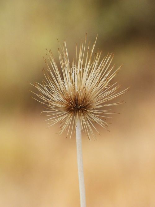 dried plant detail decoration