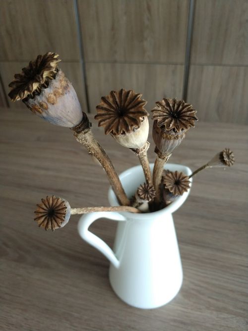 dried poppy flowers vase poppy