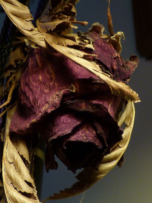 dried rose rose dry