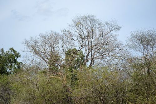 dried trees dry sky