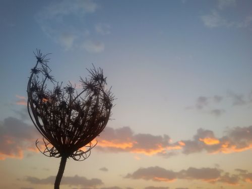 Dried Weed Against Sunset