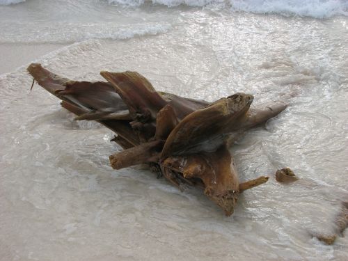 drift wood beach sand