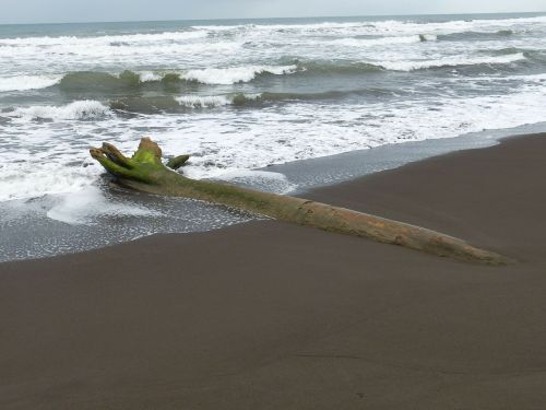 drift wood beach sand