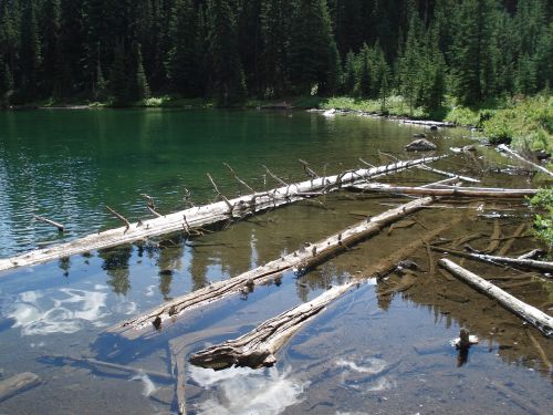 drift wood water logs