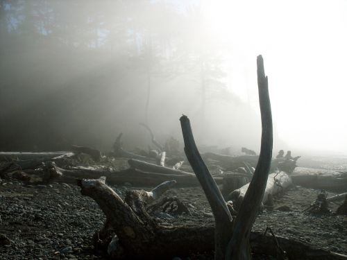 driftwood beach fog