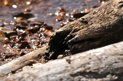 driftwood log water