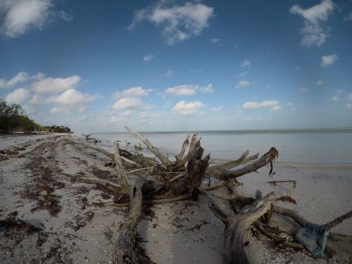 driftwood seaside beach