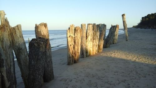 driftwood stakes trunks