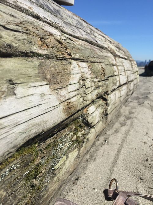 driftwood log beach