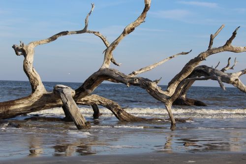 driftwood beach water