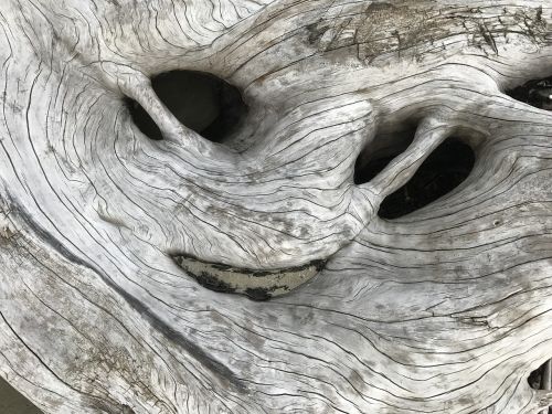 driftwood nature texture