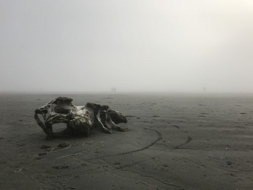 driftwood foggy sand