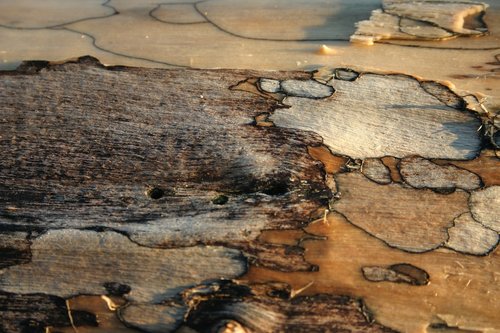 driftwood  art  background