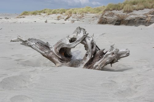 driftwood  beach  sand