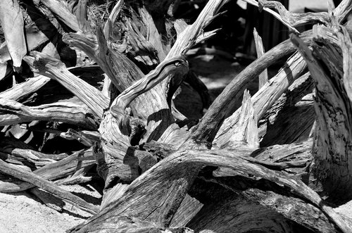 driftwood  tree  nature